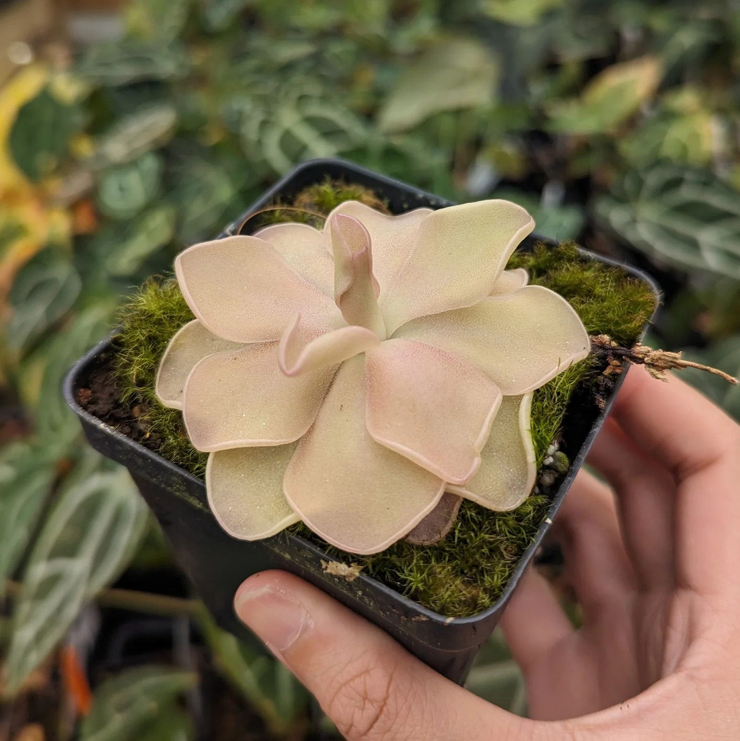 Butterwort: The Unique Carnivorous Plant