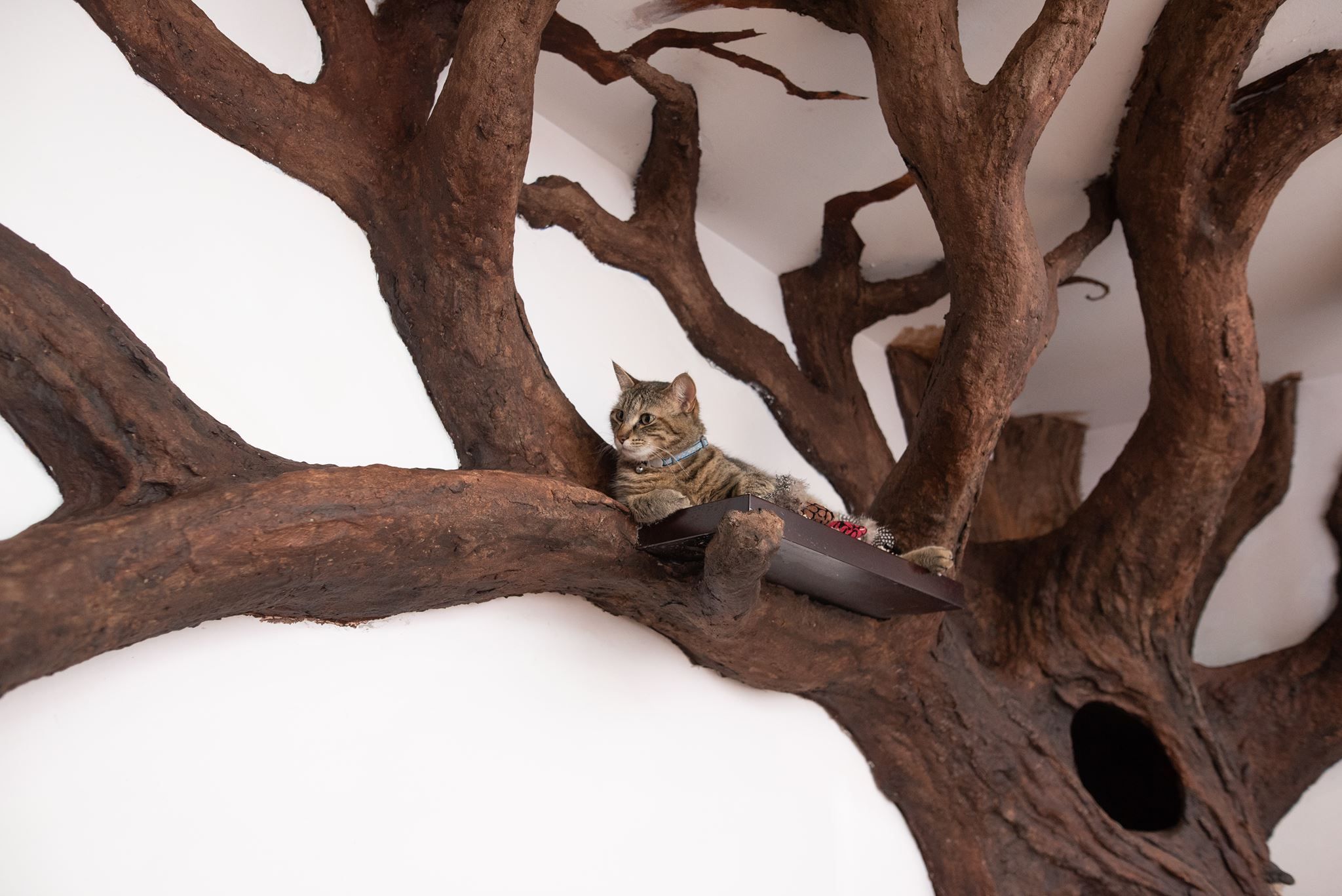 The Ultimate Cat Tree Guide for Cat Owners