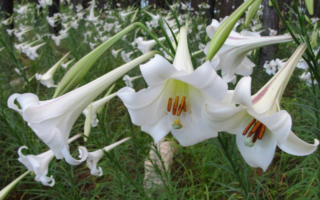 The Timeless Charm of Lillies: Exploring the Essence of Lillies