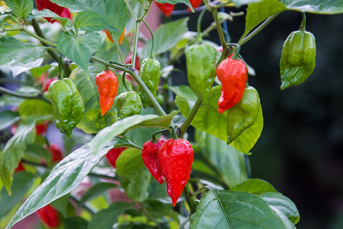 Exploring the Intensity of Ghost Peppers: From Scoville Heat to Popular Dishes